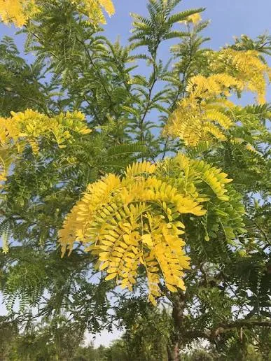 Acacia de Tres Espinas