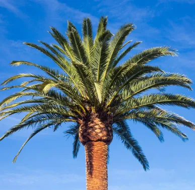 Palmera Canaria