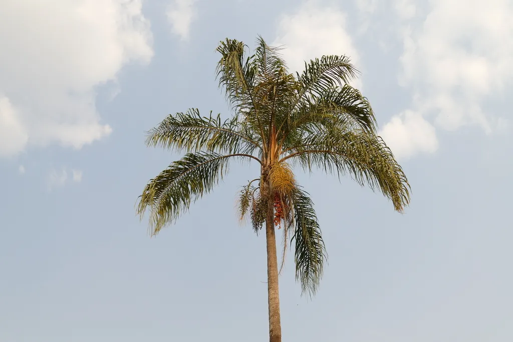 Palmera Pindó