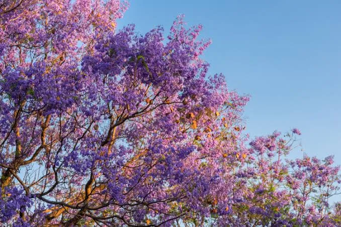 Jacarandá