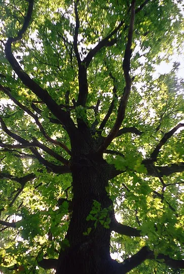 Roble